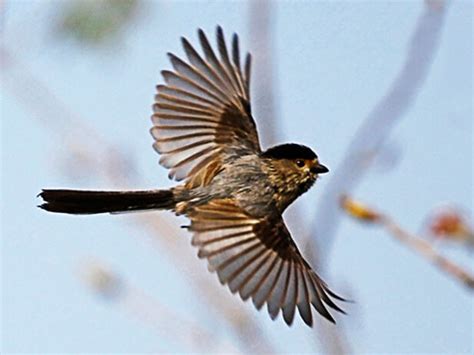 夢見鳥飛到頭上|夢見鳥飛是什麼意思